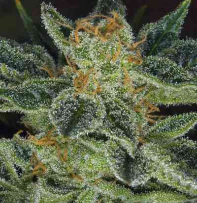 Skunk XXX > T.H. Seeds | Regular Marijuana   |  Hybrid